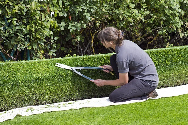 Hedge Trimming