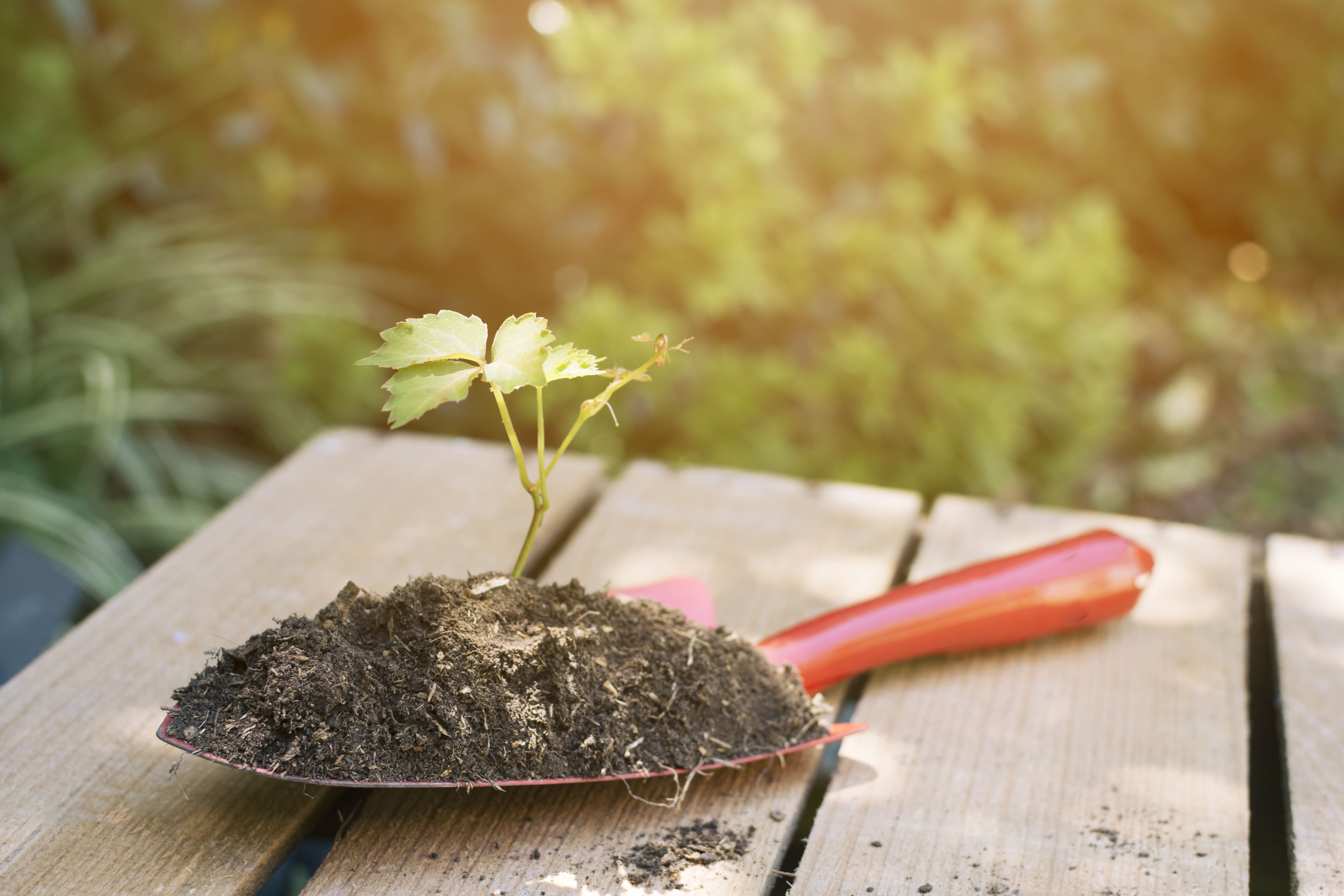 Saplings and Seeds